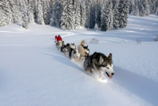 Sled dogs 